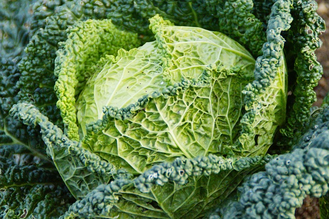 Chou vert frisé