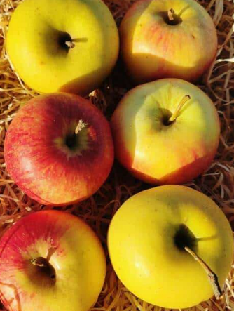 Pommes 5-6 pces