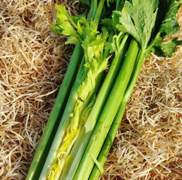 Céleri branche 1/2pce
