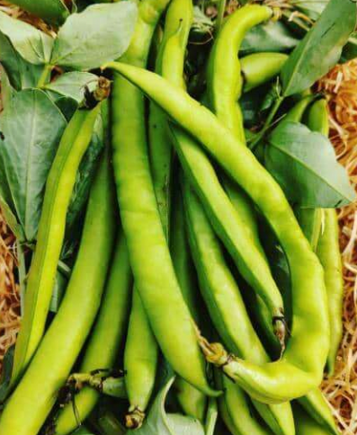 Fèves 500g