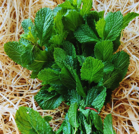 Menthe