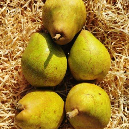 Poire 750G