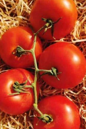 Tomates grappes 600g
