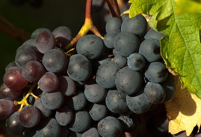 Caissette raisin Muscat 3.5 Kg