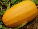 Courge spaghetti env 1.4 Kg