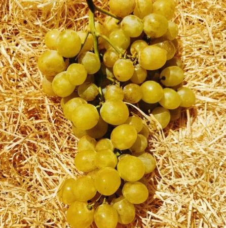 Raisin italia blanc Kg