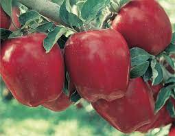 Sac pommes mélangées 5 Kg