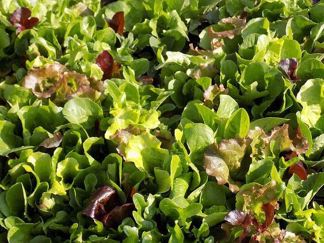 1 Kg salade Mesclum