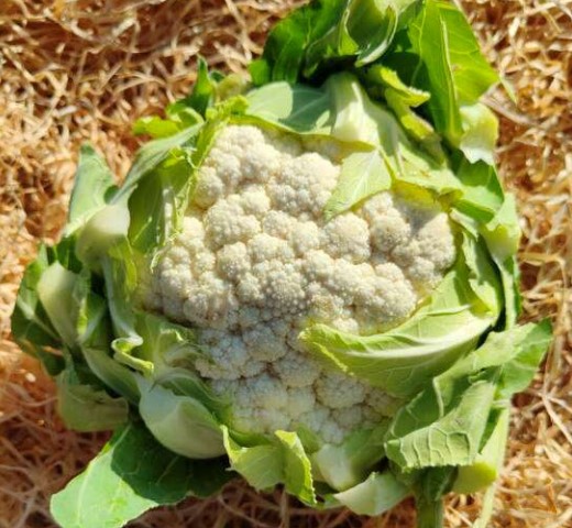 Chou fleur pce