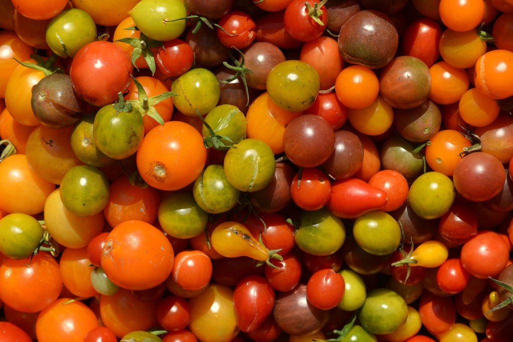 Datterino couleurs 500g