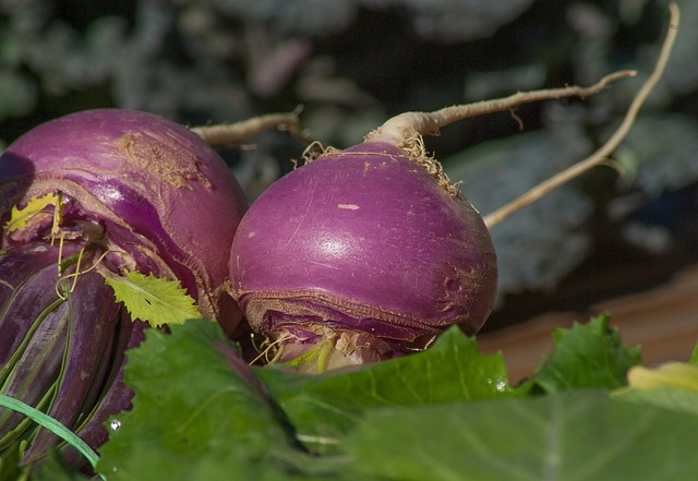 Navet Kg