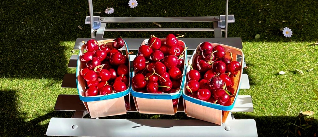 Cerises bigarreaux de Cavaillon les 500g