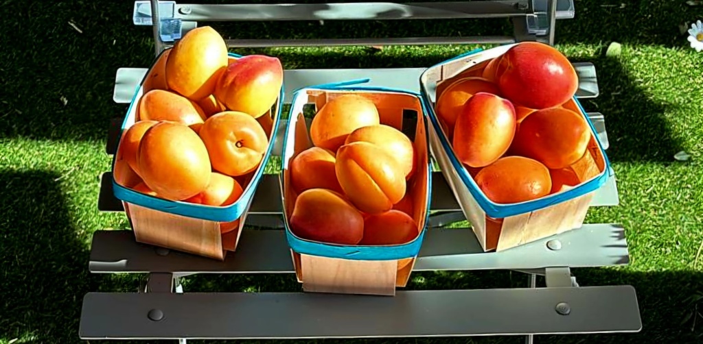 Abricots de provence les 500g