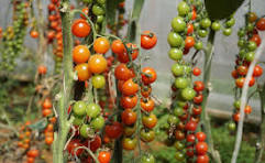 Tomates cerise  500g