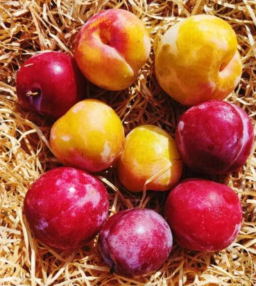 Prunes  Questch 500g
