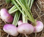 Navet blanc à collet violet (botte)
