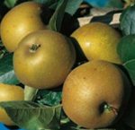 Pommes reinette grise Canada 1 Kg