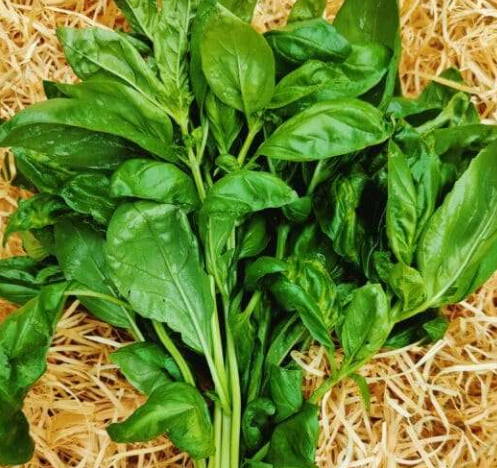 Basilic